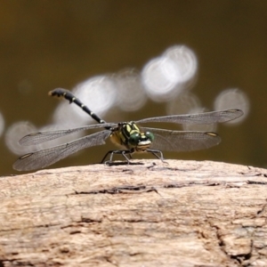 Hemigomphus gouldii at Paddys River, ACT - 2 Feb 2021