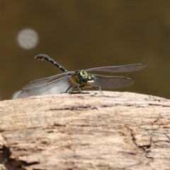 Hemigomphus gouldii at Paddys River, ACT - 2 Feb 2021