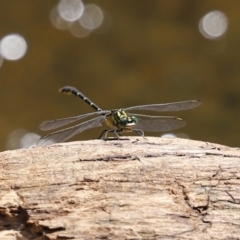 Hemigomphus gouldii at Paddys River, ACT - 2 Feb 2021 02:58 PM