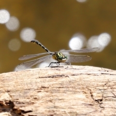 Hemigomphus gouldii at Paddys River, ACT - 2 Feb 2021