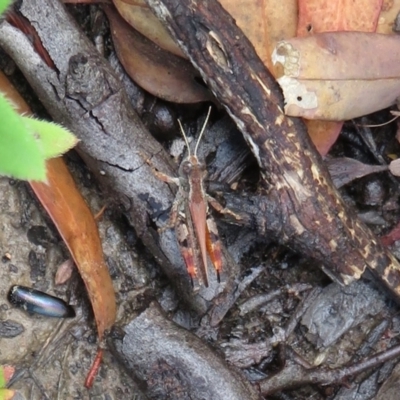 Exarna includens (Red-legged Exarna) at Black Mountain - 30 Jan 2021 by Christine