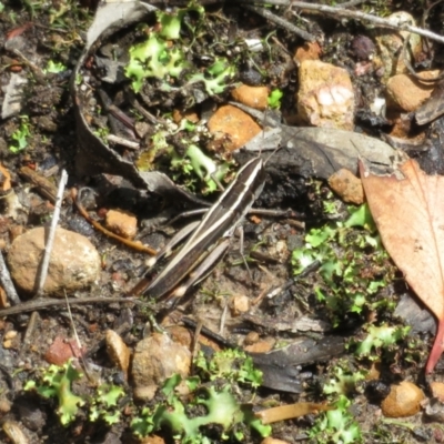 Macrotona australis (Common Macrotona Grasshopper) at Black Mountain - 30 Jan 2021 by Christine