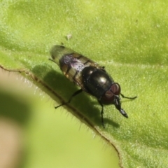 Stomorhina sp. (genus) (Snout fly) at Higgins, ACT - 29 Jan 2021 by AlisonMilton