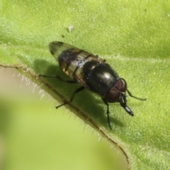 Stomorhina sp. (genus) at Higgins, ACT - 30 Jan 2021