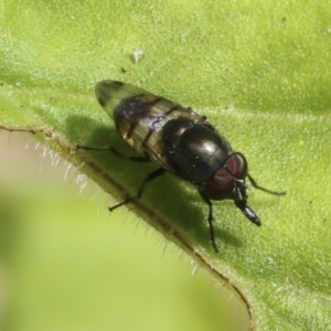 Stomorhina sp. (genus) at Higgins, ACT - 30 Jan 2021