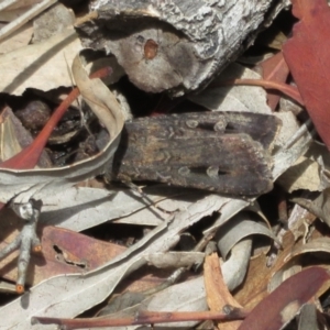 Agrotis infusa at Watson, ACT - 30 Jan 2021 12:10 PM