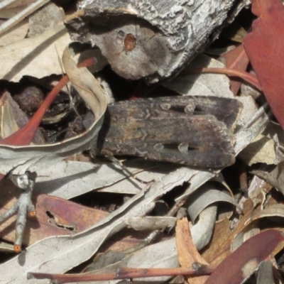Agrotis infusa (Bogong Moth, Common Cutworm) at Black Mountain - 30 Jan 2021 by Christine