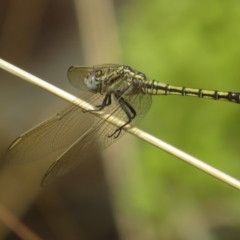 Orthetrum caledonicum (Blue Skimmer) at Black Mountain - 30 Jan 2021 by Christine