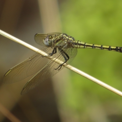 Orthetrum caledonicum (Blue Skimmer) at Black Mountain - 30 Jan 2021 by Christine