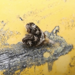 Tebenna micalis (Small Thistle Moth) at Higgins, ACT - 29 Jan 2021 by AlisonMilton