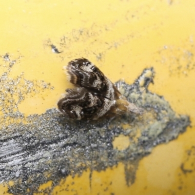 Tebenna micalis (Small Thistle Moth) at Higgins, ACT - 30 Jan 2021 by AlisonMilton