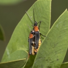 Chauliognathus tricolor (Tricolor soldier beetle) at Higgins, ACT - 5 Feb 2021 by AlisonMilton