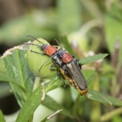 Chauliognathus tricolor at Higgins, ACT - 5 Feb 2021