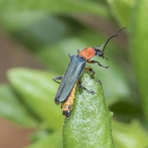 Chauliognathus tricolor at Higgins, ACT - 5 Feb 2021