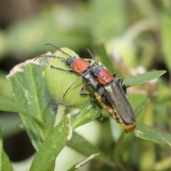 Chauliognathus tricolor at Higgins, ACT - 5 Feb 2021