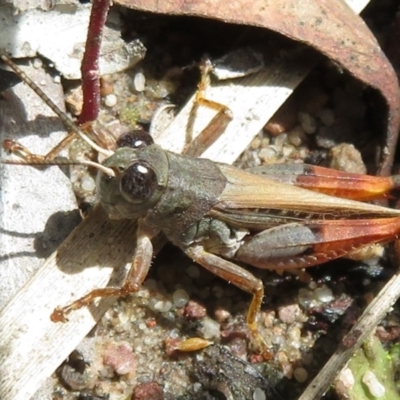 Exarna includens (Red-legged Exarna) at Black Mountain - 30 Jan 2021 by Christine