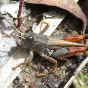 Exarna includens at Watson, ACT - 30 Jan 2021 12:16 PM