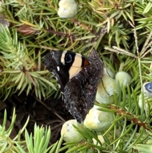 Vanessa itea at Murrumbateman, NSW - 6 Feb 2021 04:50 PM