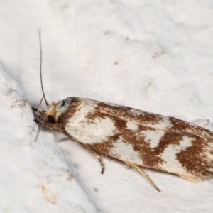 Palimmeces habrophanes at Melba, ACT - 31 Jan 2021 11:38 PM