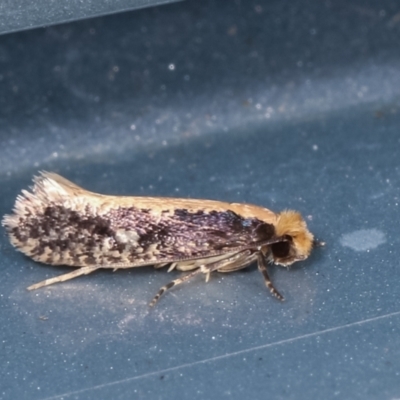 Monopis crocicapitella (Bird Nest Moth) at Melba, ACT - 31 Jan 2021 by kasiaaus