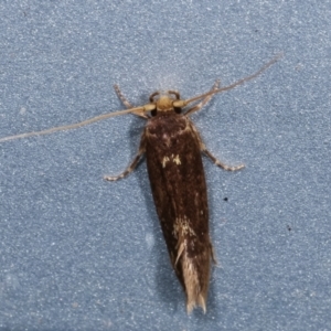 Opogona omoscopa at Melba, ACT - 31 Jan 2021 11:43 PM