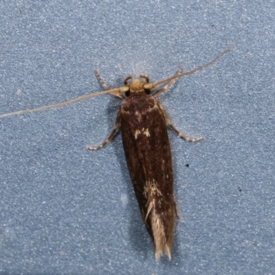 Opogona omoscopa (Detritus Moth) at Melba, ACT - 31 Jan 2021 by kasiaaus