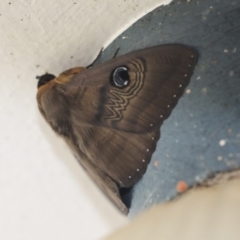 Dasypodia selenophora (Southern old lady moth) at Higgins, ACT - 30 Jan 2021 by AlisonMilton