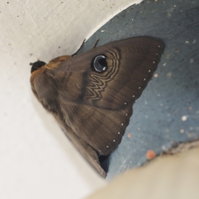 Dasypodia selenophora (Southern old lady moth) at Higgins, ACT - 31 Jan 2021 by AlisonMilton