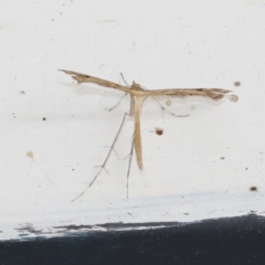 Stenoptilodes taprobanes (Plume Moth) at Higgins, ACT - 1 Feb 2021 by AlisonMilton