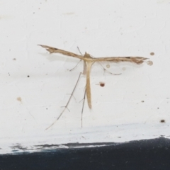 Stenoptilodes taprobanes (Plume Moth) at Higgins, ACT - 2 Feb 2021 by AlisonMilton