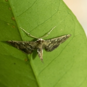 Nacoleia rhoeoalis at Higgins, ACT - 30 Jan 2021