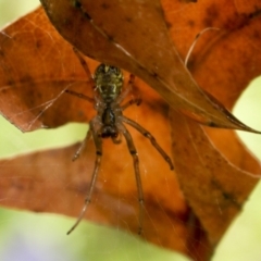 Phonognatha graeffei (Leaf Curling Spider) at Higgins, ACT - 29 Jan 2021 by AlisonMilton