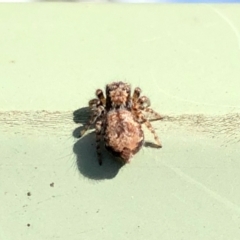 Servaea sp. (genus) (Unidentified Servaea jumping spider) at Aranda, ACT - 6 Feb 2021 by KMcCue