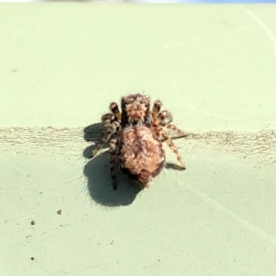 Servaea sp. (genus) (Unidentified Servaea jumping spider) at Aranda, ACT - 6 Feb 2021 by KMcCue