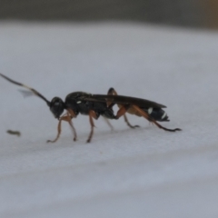 Ichneumon promissorius (Banded caterpillar parasite wasp) at Higgins, ACT - 29 Jan 2021 by AlisonMilton