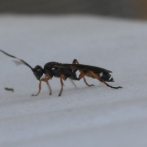 Ichneumon promissorius at Higgins, ACT - 30 Jan 2021 09:15 AM