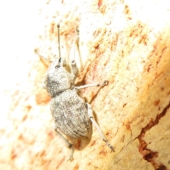 Polyphrades paganus (A weevil) at Watson, ACT - 30 Jan 2021 by Christine