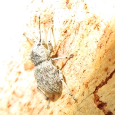 Polyphrades paganus (A weevil) at Black Mountain - 30 Jan 2021 by Christine