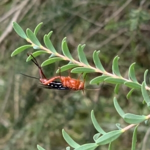 Lissopimpla excelsa at Murrumbateman, NSW - 5 Feb 2021 05:00 PM