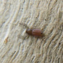 Gnaphosidae or Trochanteriidae (families) (Flat spider) at Black Mountain - 30 Jan 2021 by Christine