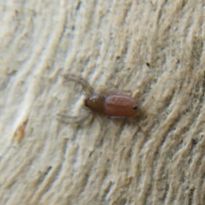 Gnaphosidae or Trochanteriidae (families) (Flat spider) at Black Mountain - 30 Jan 2021 by Christine