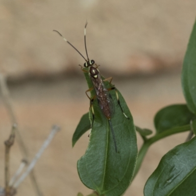 Ichneumonidae (family) (Unidentified ichneumon wasp) at Higgins, ACT - 4 Feb 2021 by AlisonMilton