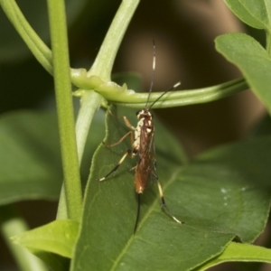 Ichneumonidae (family) at Higgins, ACT - 5 Feb 2021