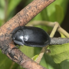 Pterohelaeus striatopunctatus (Darkling beetle) at Higgins, ACT - 5 Feb 2021 by AlisonMilton