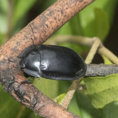 Pterohelaeus striatopunctatus (Darkling beetle) at Higgins, ACT - 4 Feb 2021 by AlisonMilton