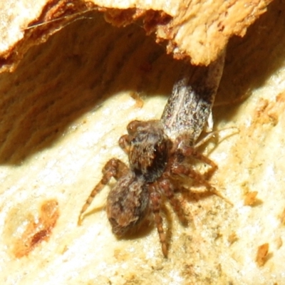 Servaea sp. (genus) (Unidentified Servaea jumping spider) at Watson, ACT - 30 Jan 2021 by Christine