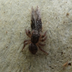 Servaea sp. (genus) at Point 5204 - 30 Jan 2021