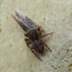 Servaea sp. (genus) at Point 5204 - 30 Jan 2021