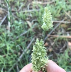 Dactylis glomerata (Cocksfoot) at Red Hill to Yarralumla Creek - 6 Feb 2021 by Tapirlord