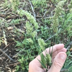 Dactylis glomerata at Hughes, ACT - 6 Feb 2021 07:49 PM